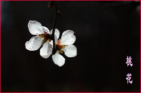 招桃花物品|风水旺桃花运四大妙招 – 什么东西招桃花最厉害